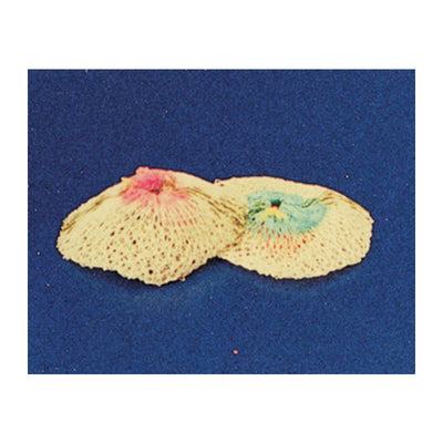 Q.TA' 25 RETINA LAMPADA 100/200W RICAMBIO NON RADIATTIVA*