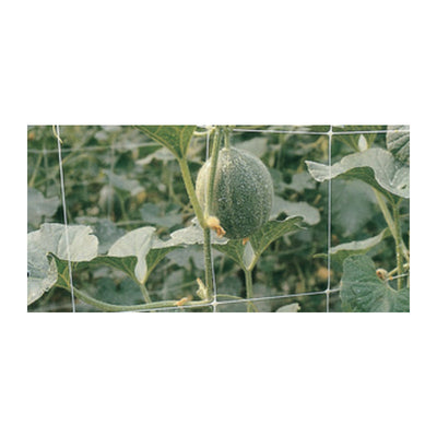 Q.TA' 1 RETE P/RAMPICANTI H 2X 10 M BIANCO