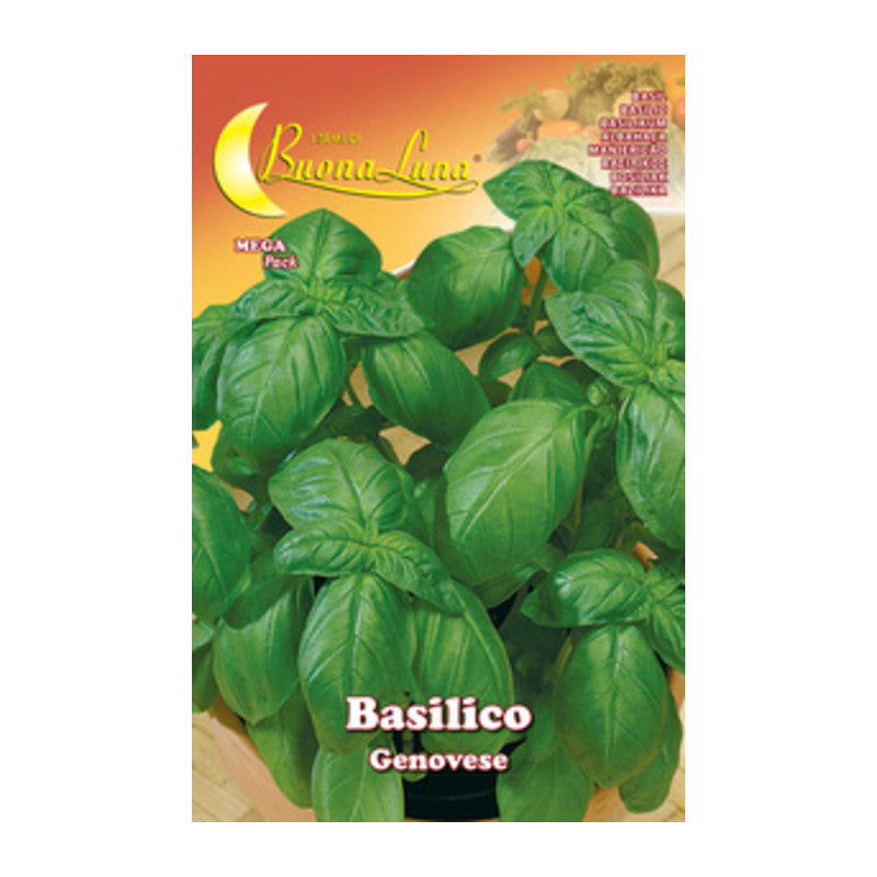 Q.TA' 10 SEMI ORTO BASILICO GENOVESE