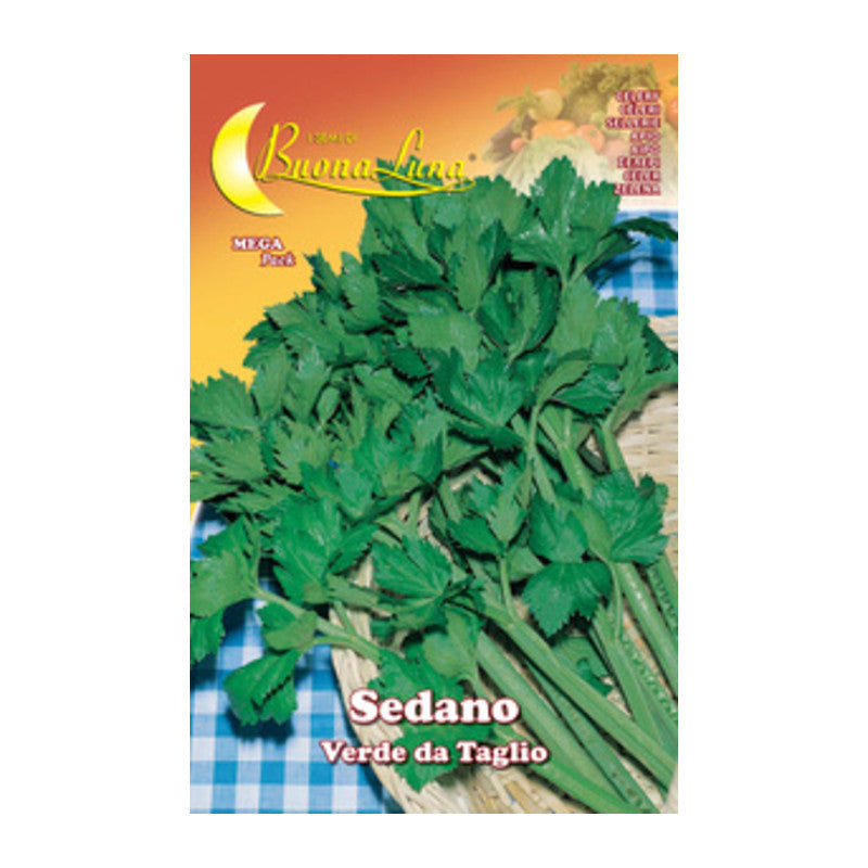 Q.TA' 10 SEMI ORTO SEDANO VERDE DA TAGLIO