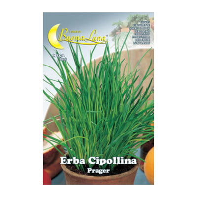 Q.TA' 10 SEMI ORTO ERBA CIPOLLINA