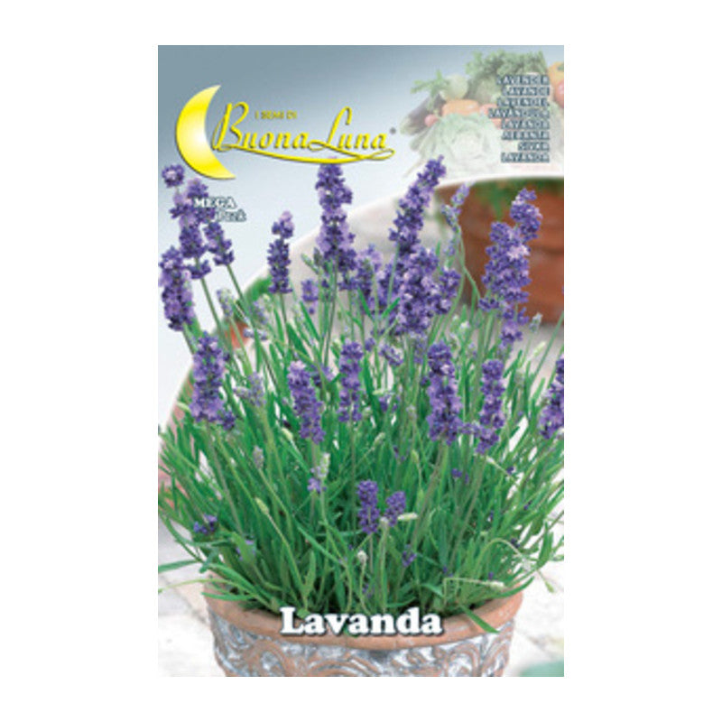 Q.TA' 10 SEMI ORTO LAVANDA