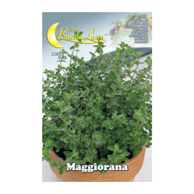 Q.TA' 10 SEMI ORTO MAGGIORANA