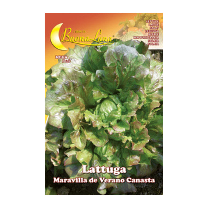 Q.TA' 10 SEMI ORTO LATTUGA CANASTA