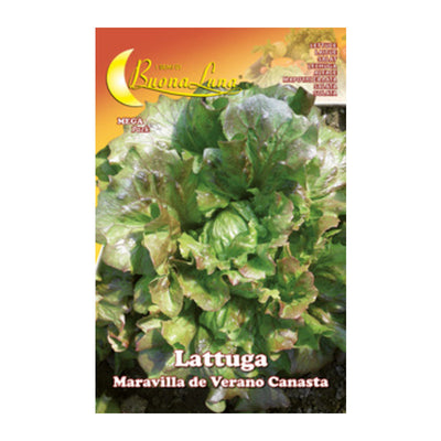 Q.TA' 10 SEMI ORTO LATTUGA CANASTA