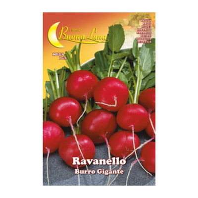 Q.TA' 10 SEMI ORTO RAVANELLO GIGANTE