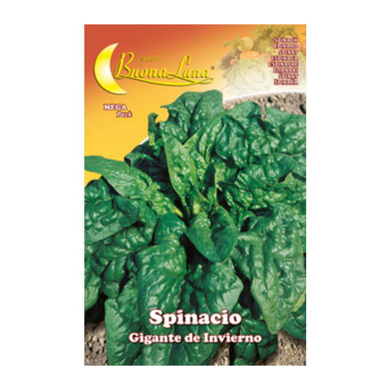 Q.TA' 10 SEMI ORTO SPINACI GIGANTI