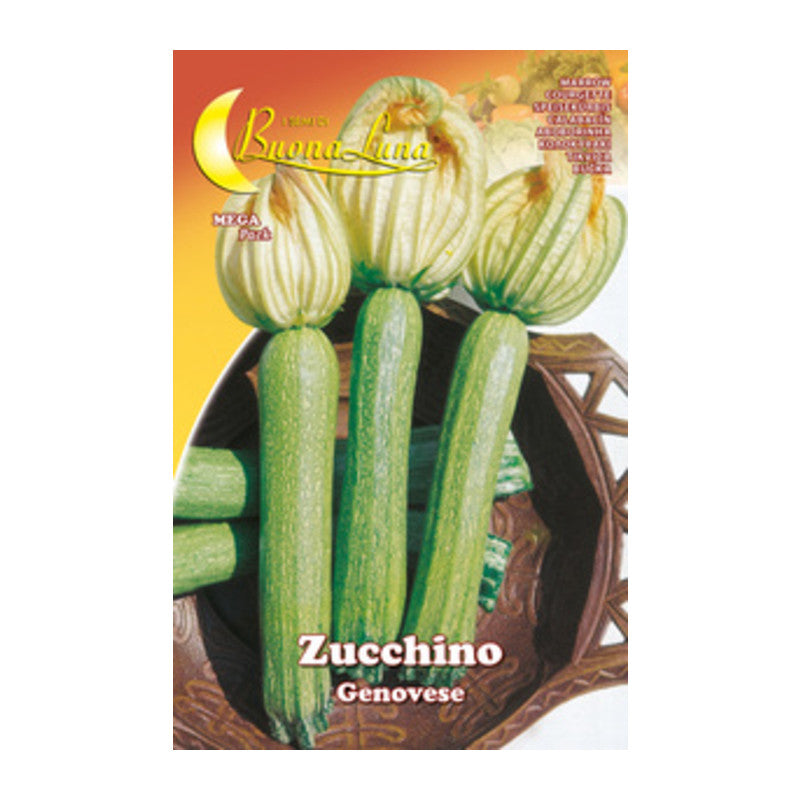 Q.TA' 10 SEMI ORTO ZUCCHINO GENOVESE