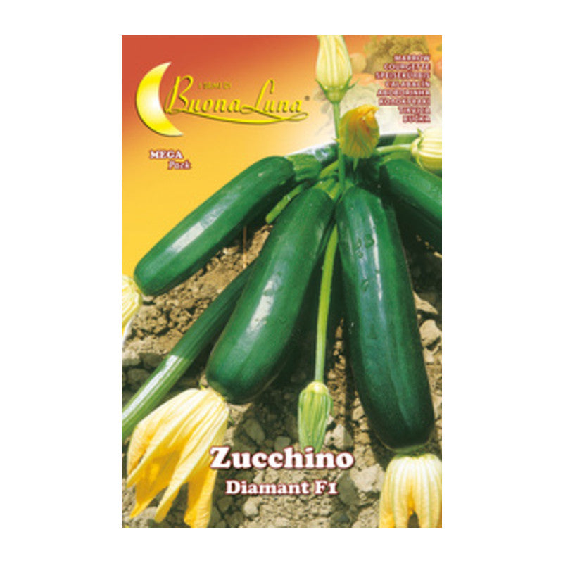 Q.TA' 10 SEMI ORTO ZUCCHINO DIAMANT