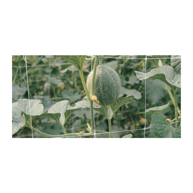 Q.TA' 1 RETE P/RAMPICANTI H 2X100 M BIANCO