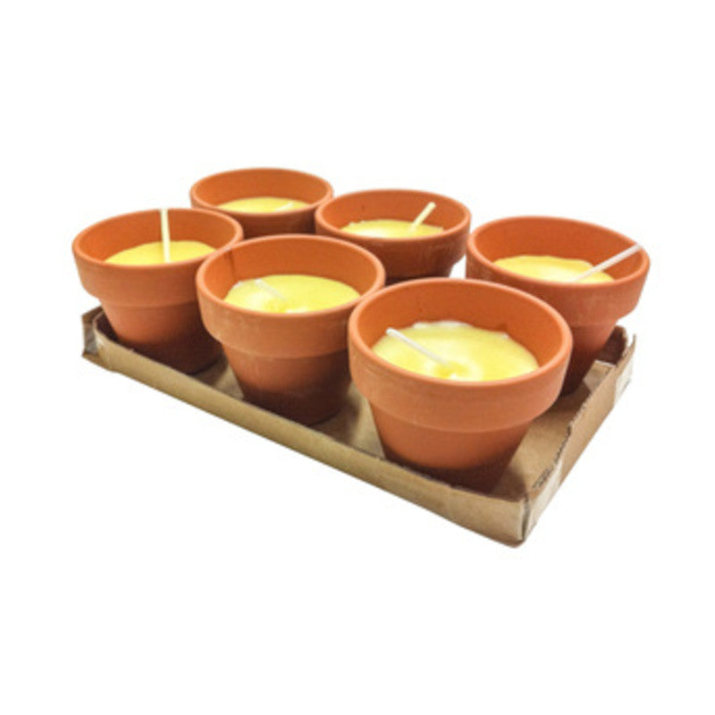 Q.TA' 24 CITRONELLA IN COCCIO POLLICINO 7XH6 CM 6