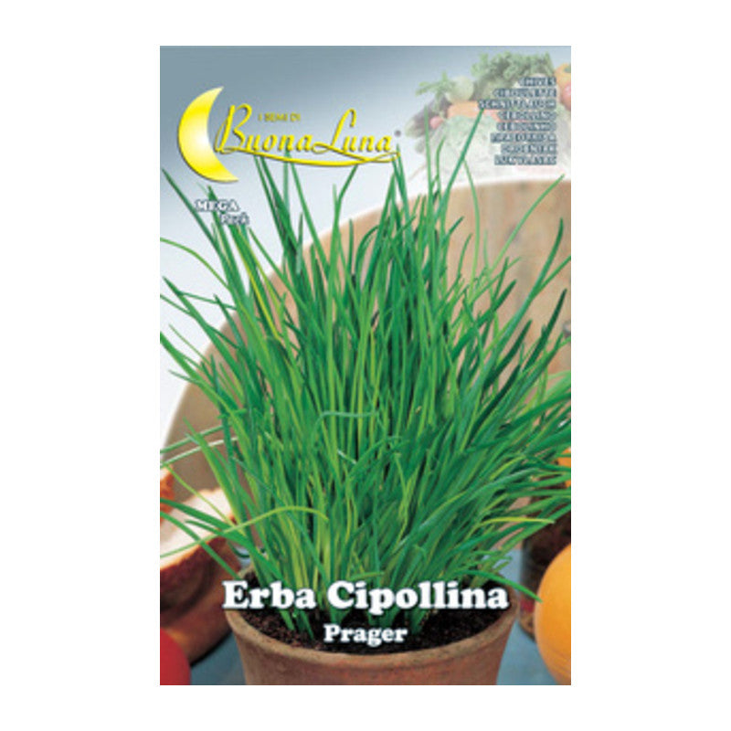 Q.TA' 10 SEMI ORTO ERBA CIPOLLINA