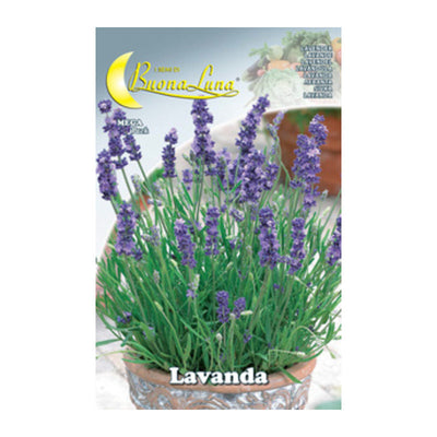 Q.TA' 10 SEMI ORTO LAVANDA