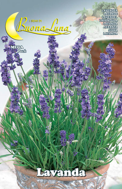 Q.TA'. 10 SEMI ORTO LAVANDA