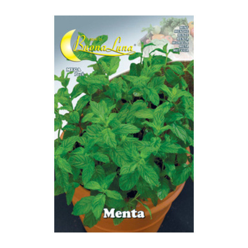 Q.TA' 10 SEMI ORTO MENTA