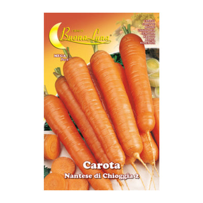 Q.TA' 10 SEMI ORTO CAROTA DI CHIOGGIA