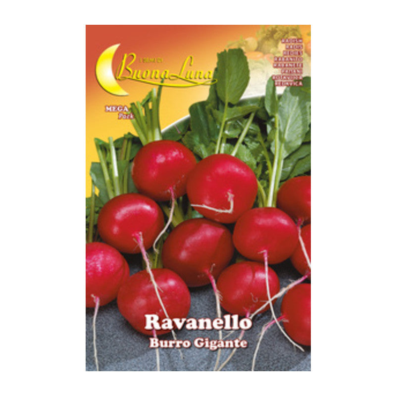 Q.TA' 10 SEMI ORTO RAVANELLO GIGANTE