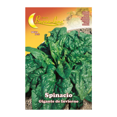Q.TA' 10 SEMI ORTO SPINACI GIGANTI