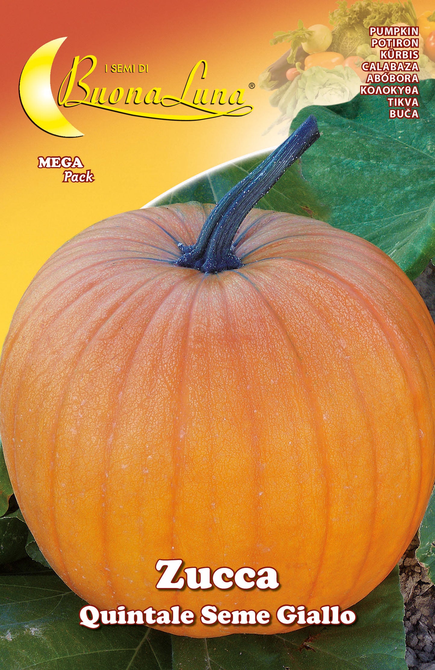 Q.TA'. 10 SEMI ORTO ZUCCA QUINTALE