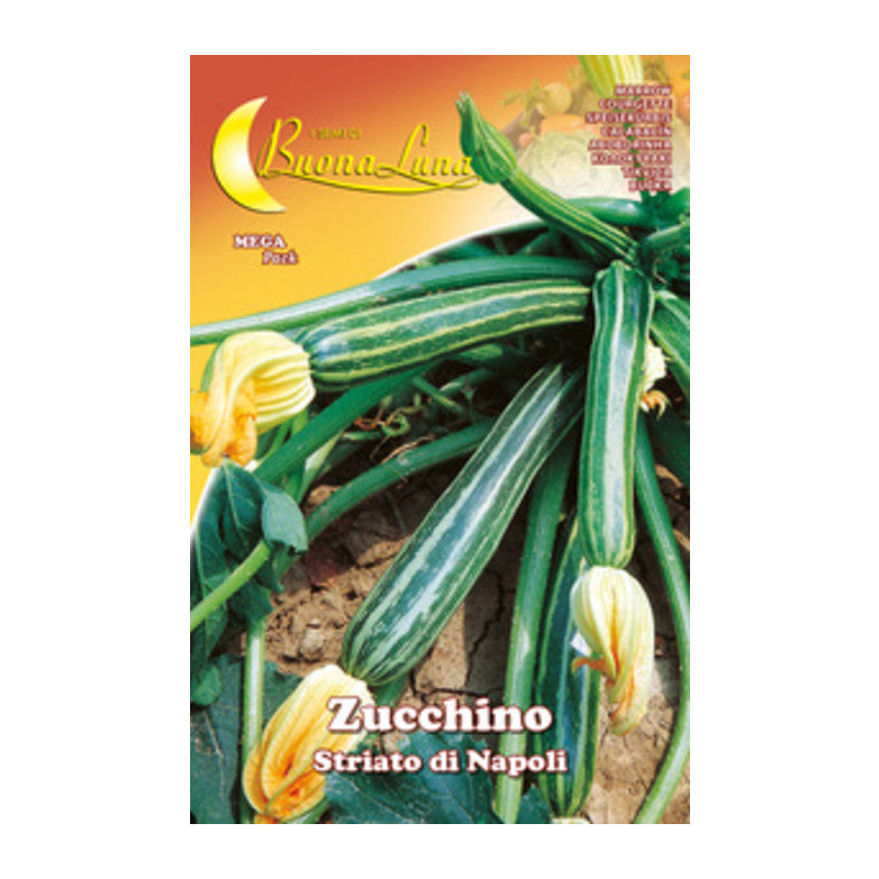 Q.TA' 10 SEMI ORTO ZUCCHINO STRIATO NAPOLI