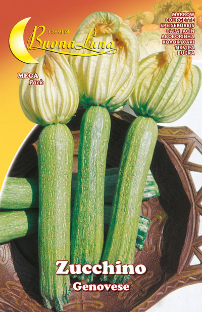 Q.TA'. 10 SEMI ORTO ZUCCHINO GENOVESE